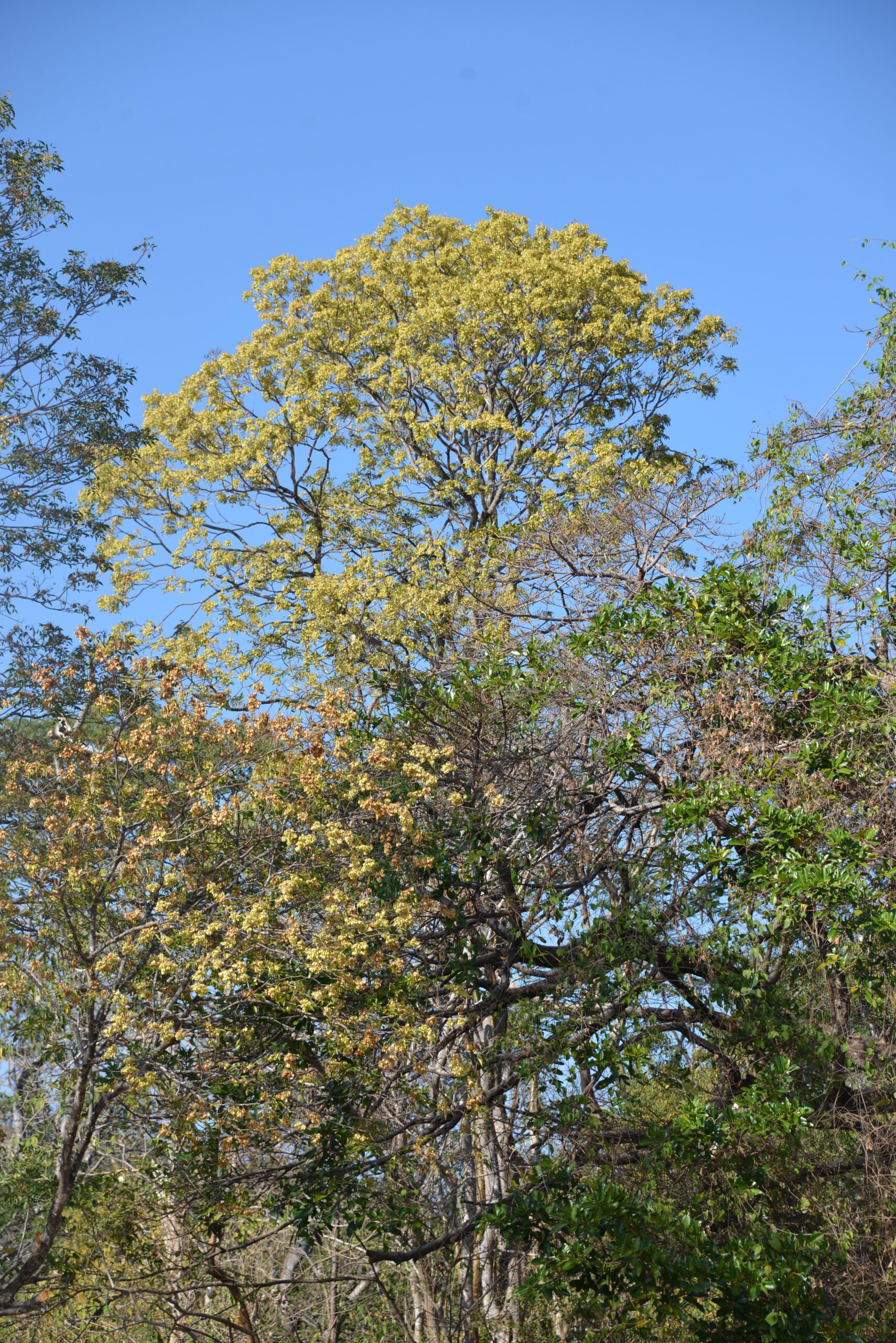 Tropical dry forest with full flowers during the dry season. 