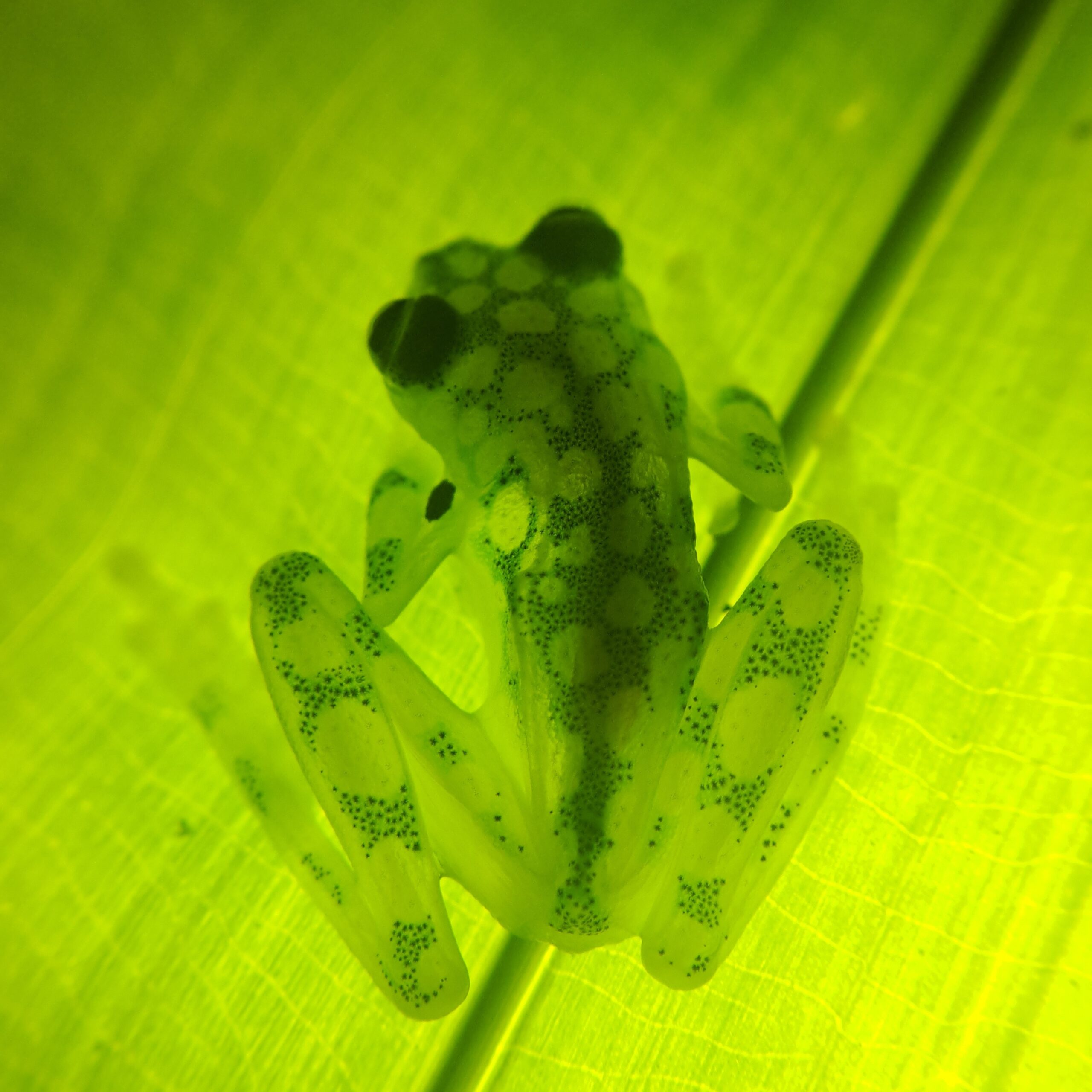 Green frog sitting on a leaf from a tropical dry forest.