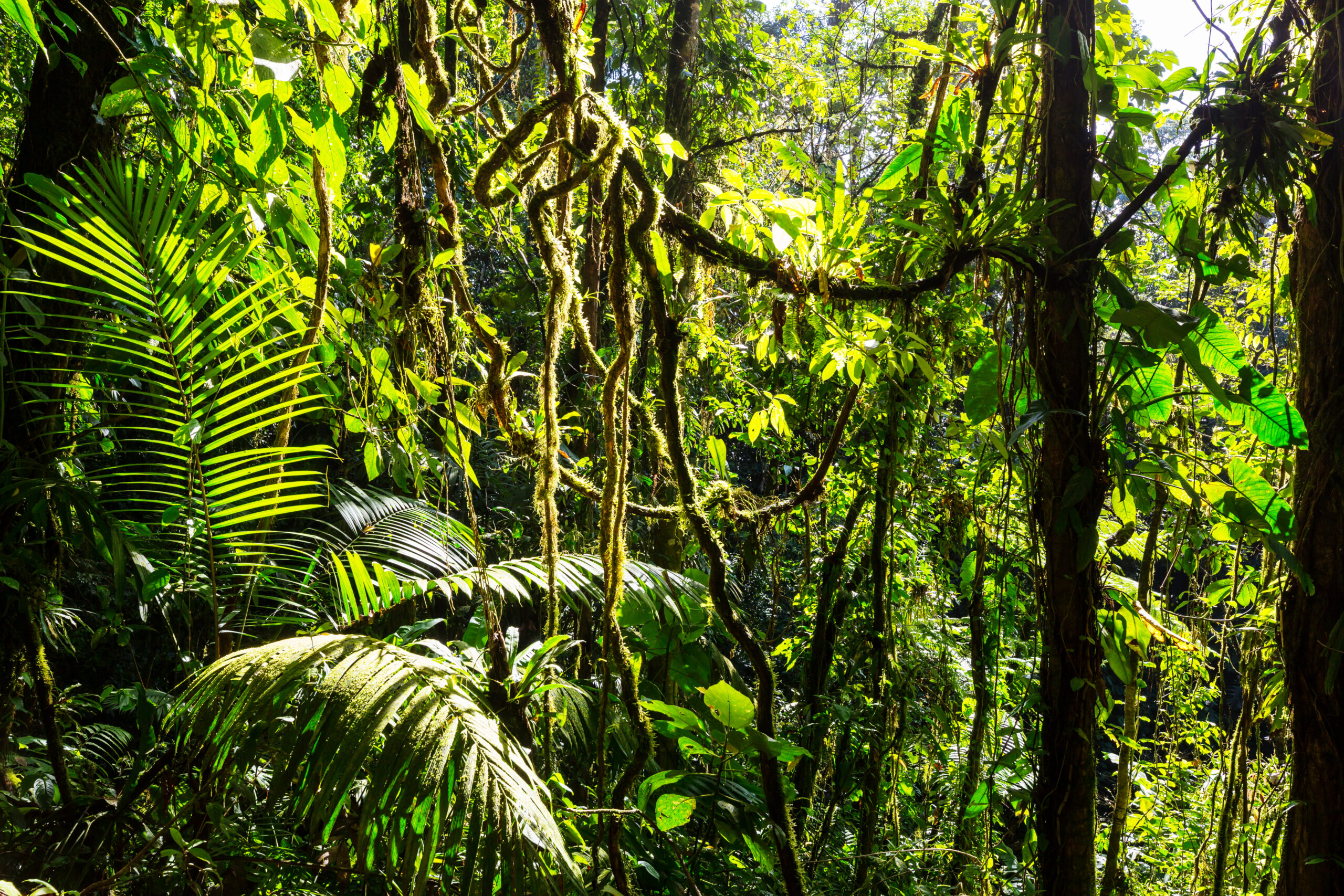 Lianas (vines) set in front of the bright sun in the forest. 