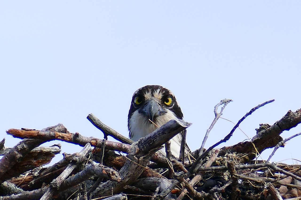 Osprey peeking out of nest